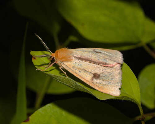Clouded Buff photo 5