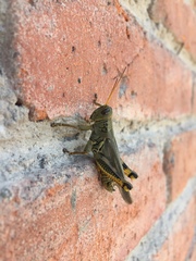 Melanoplus differentialis