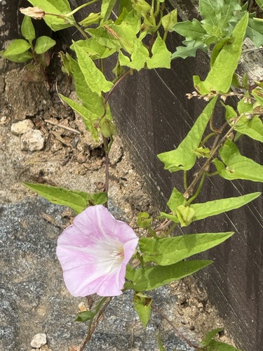 Calystegia pubescens f. albiflora iNat (1)