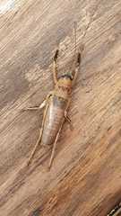 Nesoecia nigrispina