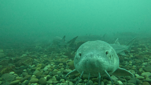 Lake sturgeon (Acipenser fulvescens) — Acipenseridae