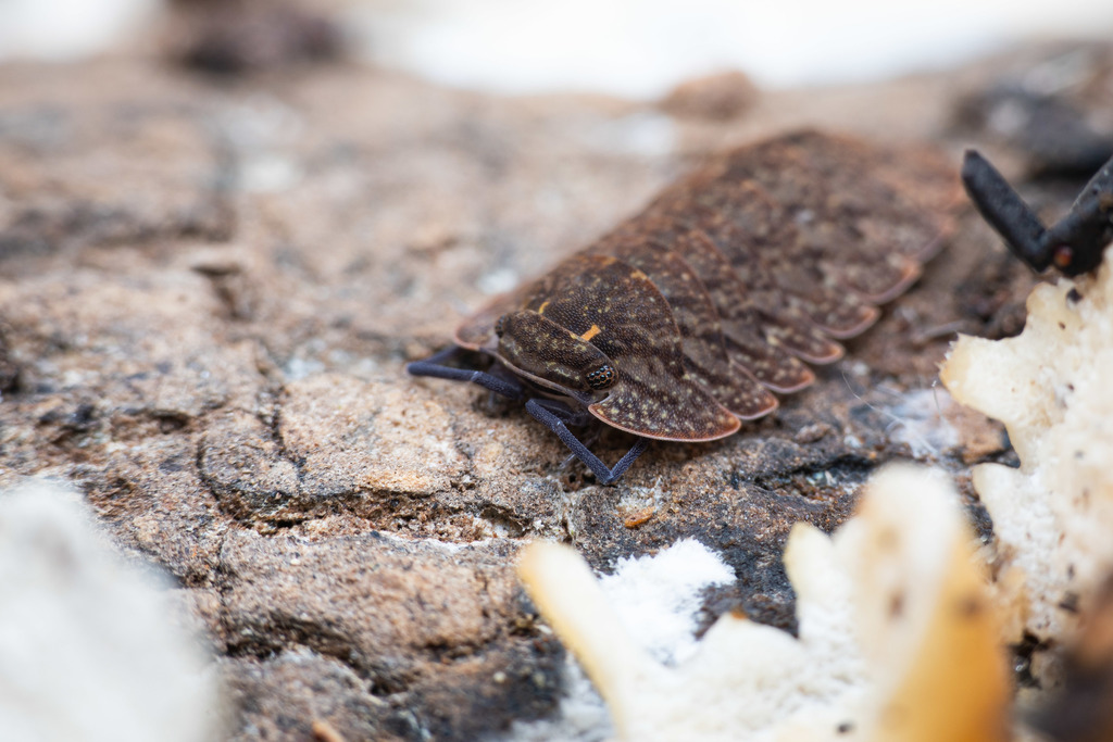 Merulanella carinata