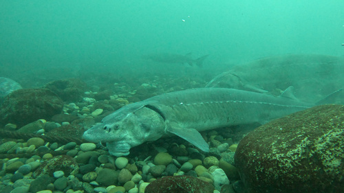 Lake sturgeon (Acipenser fulvescens) — Acipenseridae