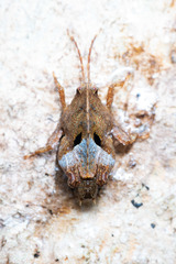 Hyperyboella orphania