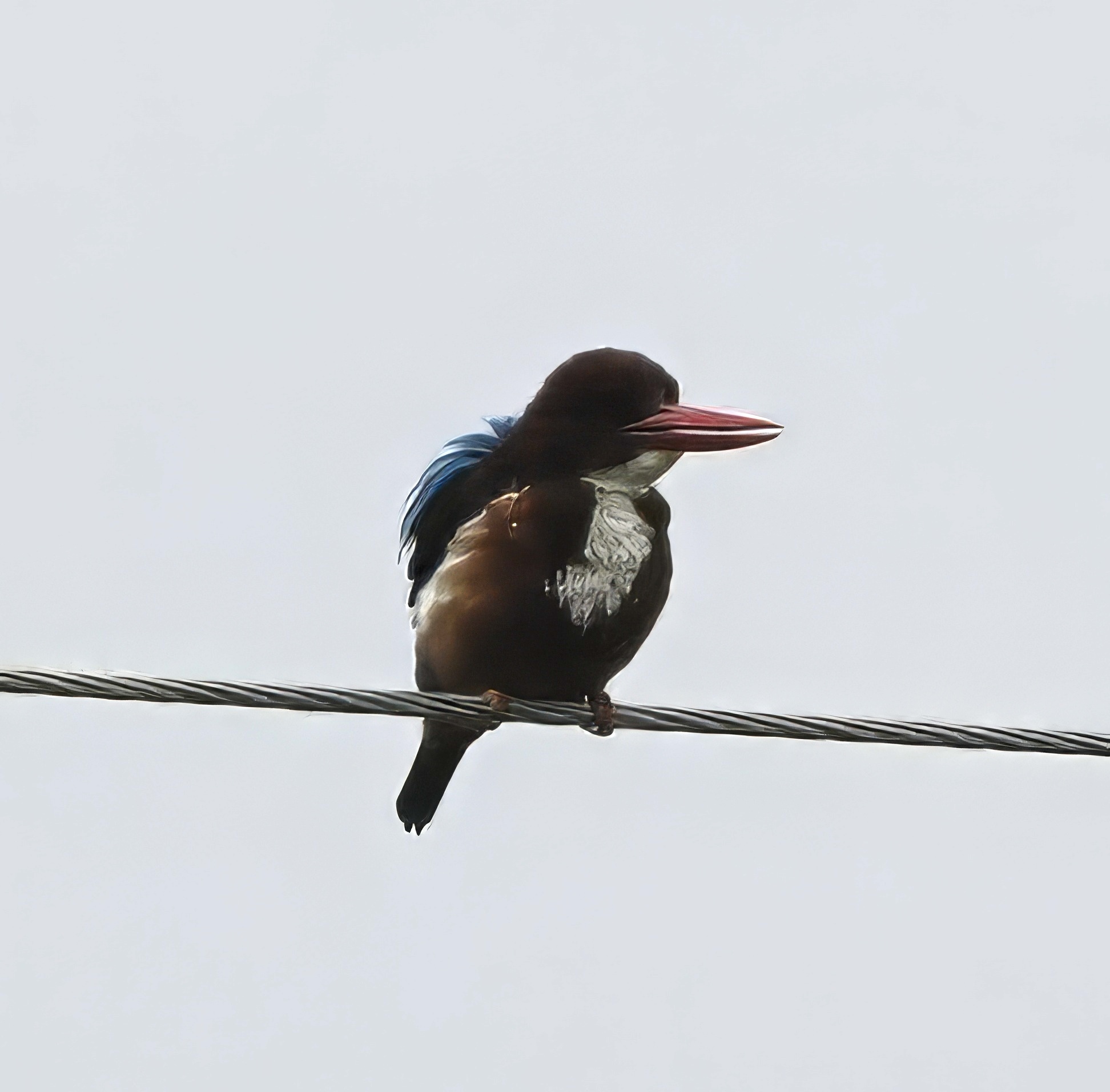 White-throated Kingfisher