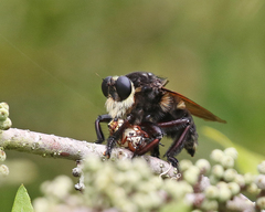 Mallophora bomboides