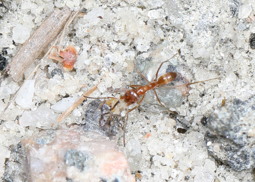 Buren's Pyramid Ant photo 6