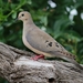 Mourning Dove - Photo (c) Nicole, some rights reserved (CC BY-NC)
