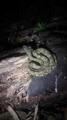 Bothrops taeniatus