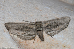 Holochroa dissociarius