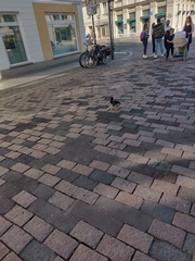 Corvus cornix