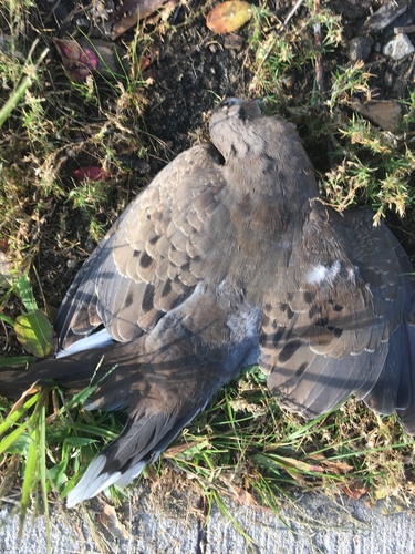 Mourning Dove photographed in Massachusetts