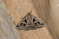 Callistege intercalaris