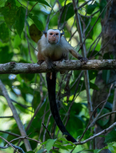 Satéré Marmoset (Mico saterei) — Least Concern Mammalia