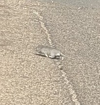 White-toothed Woodrat