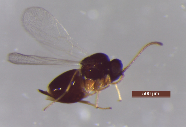 Ceroptres minutissimus