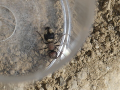 Mutilla quinquemaculata
