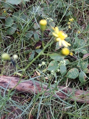 Senecio inaequidens