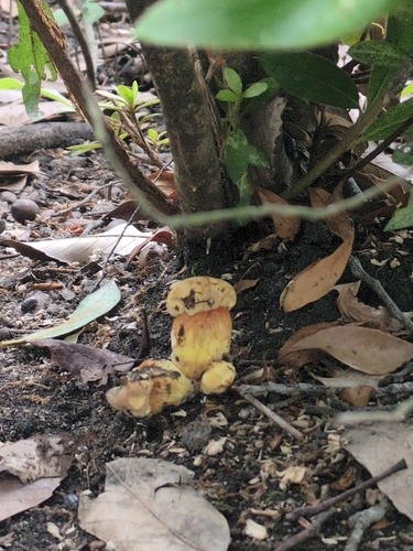 Buchwaldoboletus sphaerocephalus