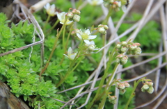 Saxifraga bronchialis funstonii