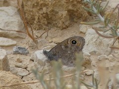 Lasiommata
