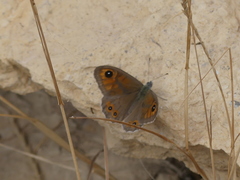 Lasiommata