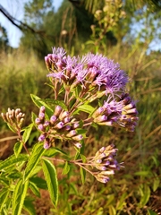 Chromolaena pulchella