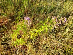 Chromolaena pulchella