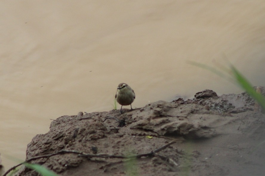 Drab Water Tyrant (Ochthornis littoralis), photo 3