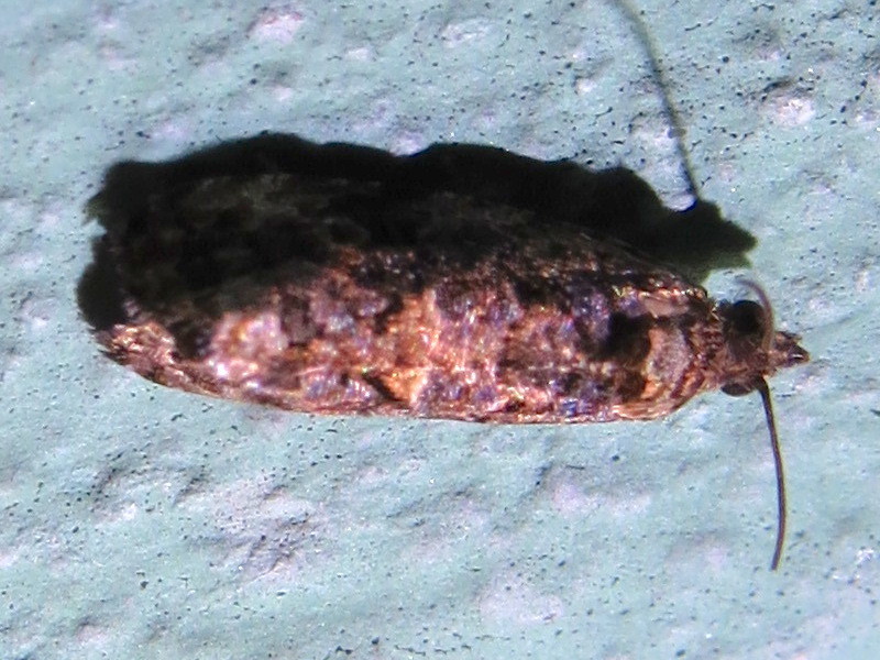 Verbena Bud Moth