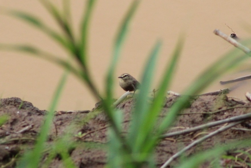 Drab Water Tyrant (Ochthornis littoralis), photo 4