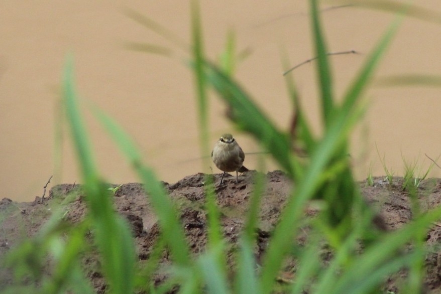 Drab Water Tyrant (Ochthornis littoralis), photo 5