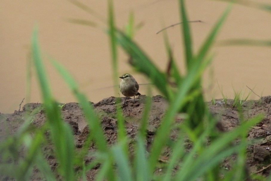 Drab Water Tyrant (Ochthornis littoralis), photo 6