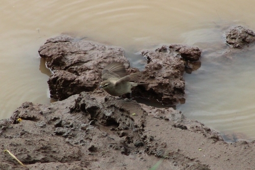 Drab Water Tyrant (Ochthornis littoralis), photo 9