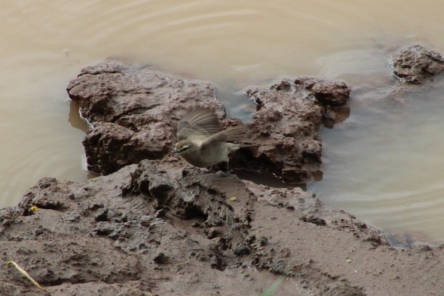 Drab Water Tyrant (Ochthornis littoralis), photo 7