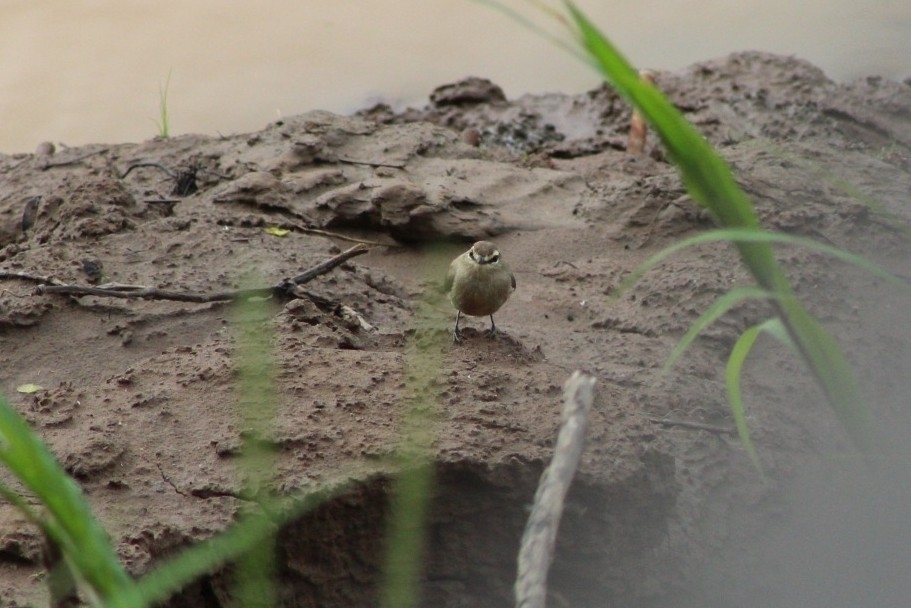 Drab Water Tyrant (Ochthornis littoralis), photo 8