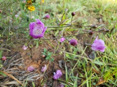 Agalinis peduncularis