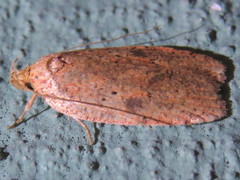 Agonopterix thelmae