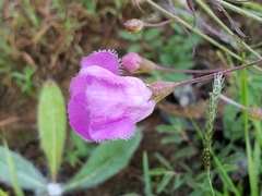 Agalinis peduncularis
