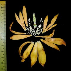 Magnolia champaca