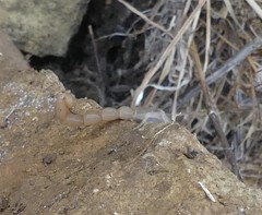 Aegaeobuthus nigrocinctus