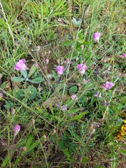Agalinis peduncularis
