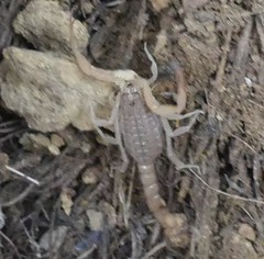 Aegaeobuthus nigrocinctus