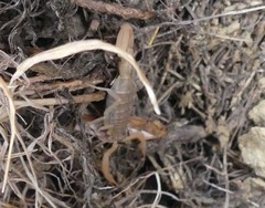 Aegaeobuthus nigrocinctus