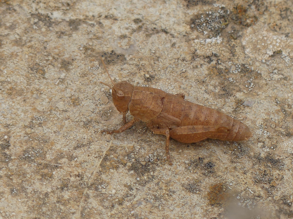 Sphenophyma rugulosa