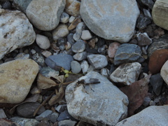 Pamponerus germanicus