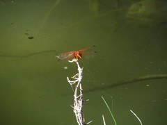 Dythemis rufinervis