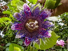 Passiflora quadrangularis