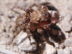 Euophrys rufibarbis