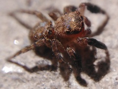 Euophrys rufibarbis
